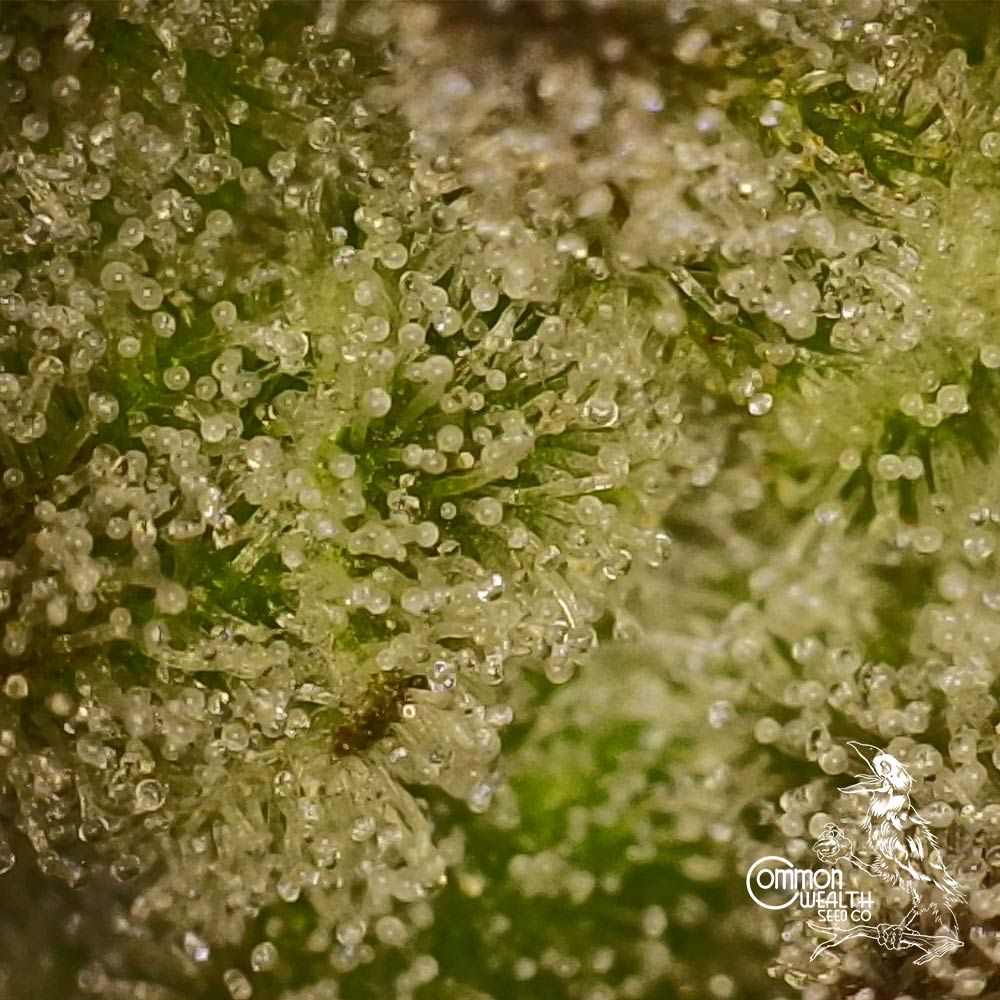 Common Wealth Seed Co-UV Sour