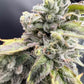 Common Wealth Seed Co-UV Sour