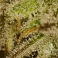 Common Wealth Seed Co-UV Sour