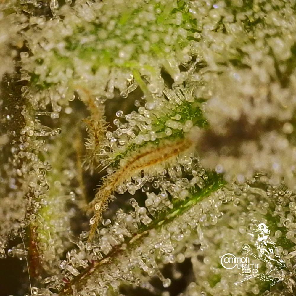 Common Wealth Seed Co-UV Sour