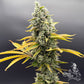Common Wealth Seed Co-UV Sour