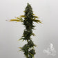Common Wealth Seed Co-UV Sour