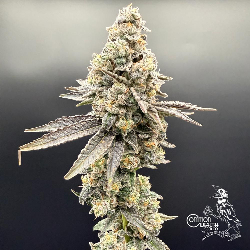 Common Wealth Seed Co-Wedlock