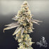 Common Wealth Seed Co-Wedlock