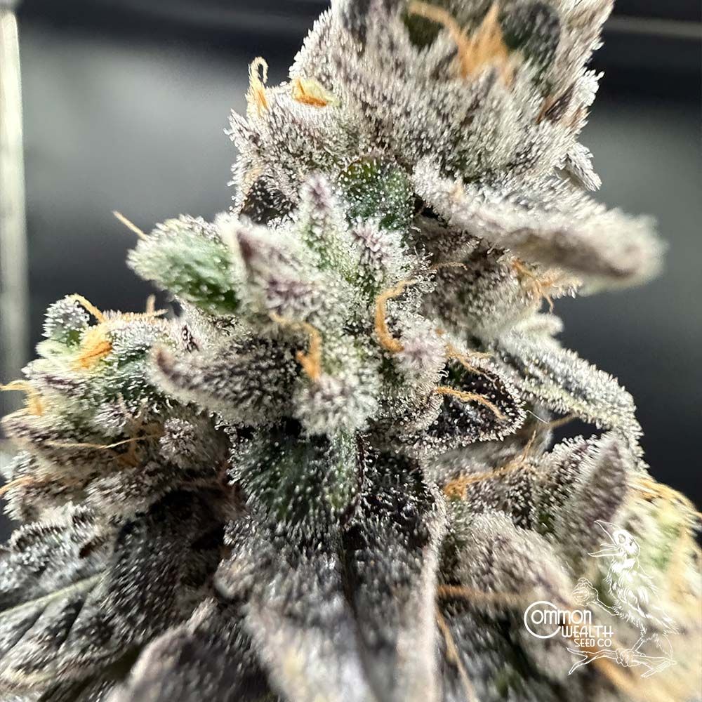 Common Wealth Seed Co-Wedlock