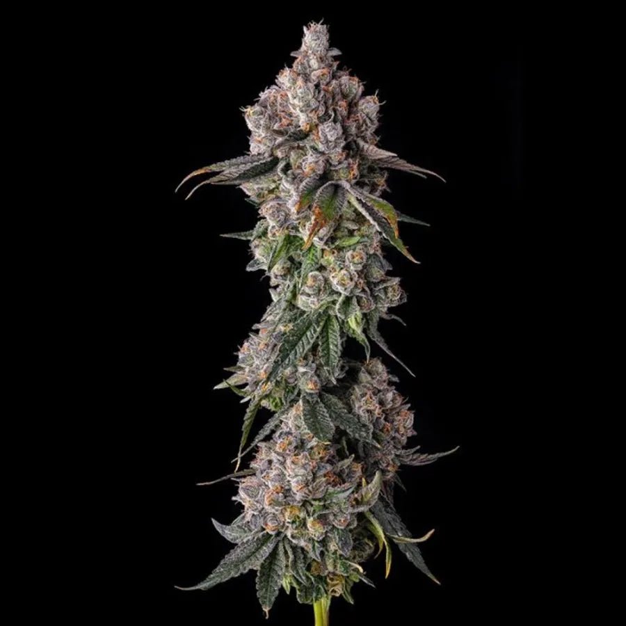 Compound Genetics-90 Proof
