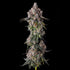 Compound Genetics-90 Proof