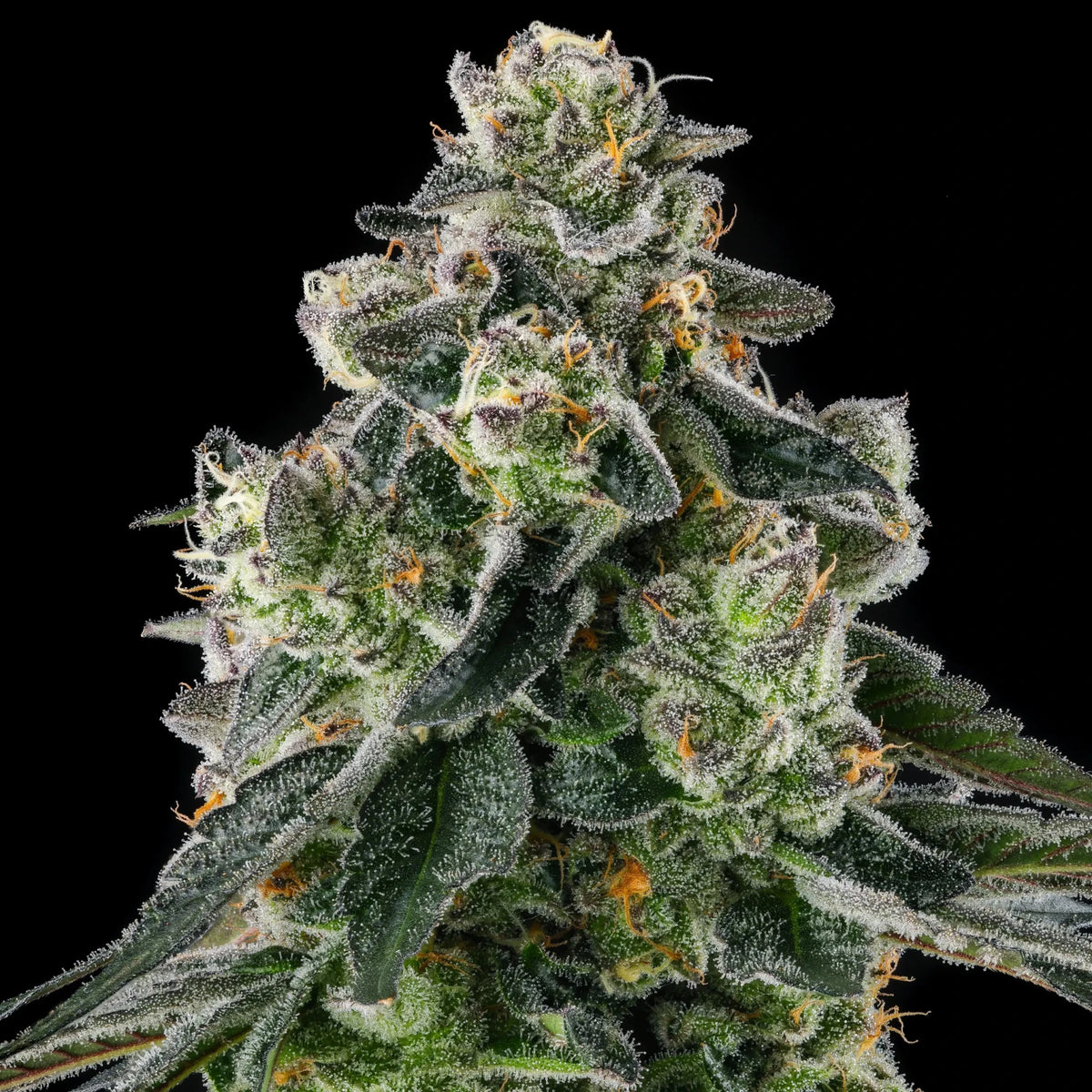 Compound Genetics-Afters