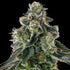 Compound Genetics-Afters