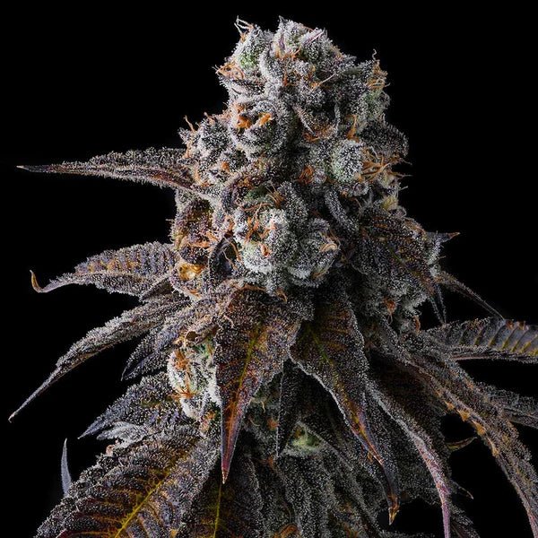 Dulce Dreams - Cannaseuse - Curated Genetics - Compound Genetics