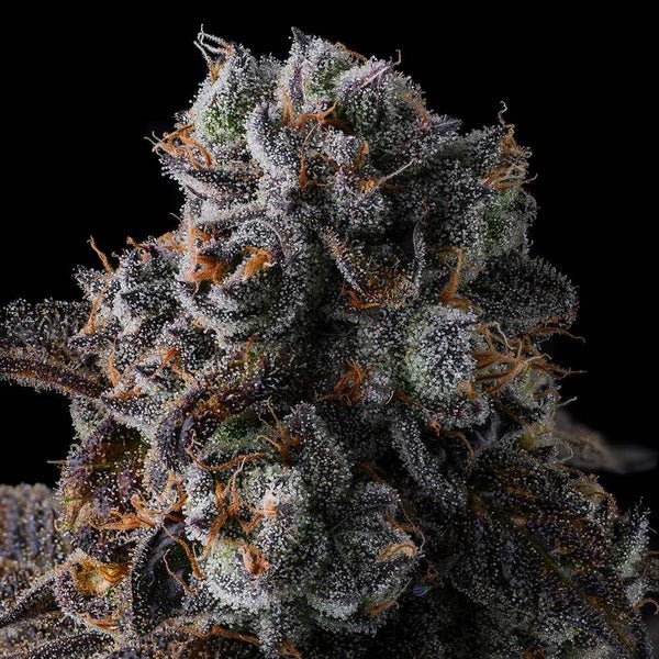 Dulce Dreams - Cannaseuse - Curated Genetics - Compound Genetics