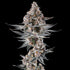 Compound Genetics-Eye of Jah