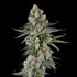 Compound Genetics-Glue Lotus