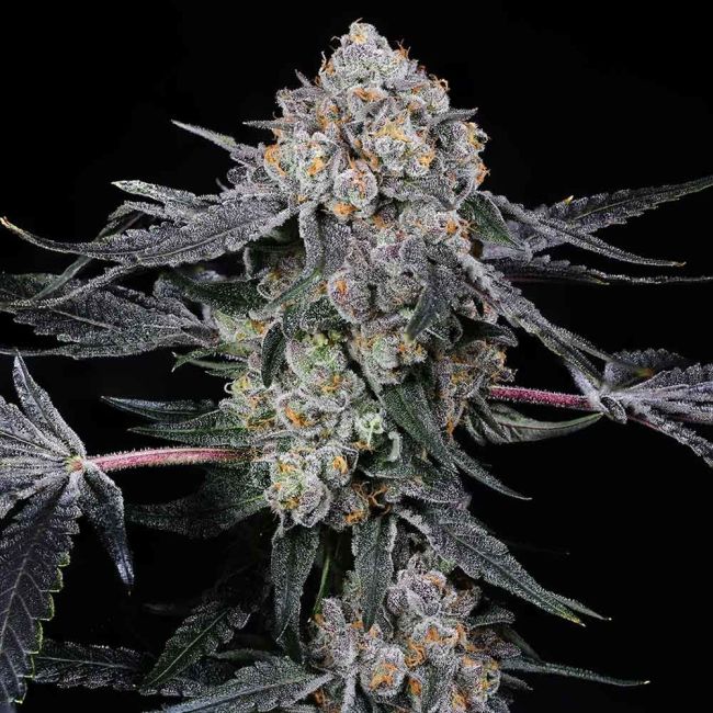 Compound Genetics-High Society