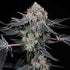 Compound Genetics-High Society