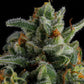 Compound Genetics-Jet Puft