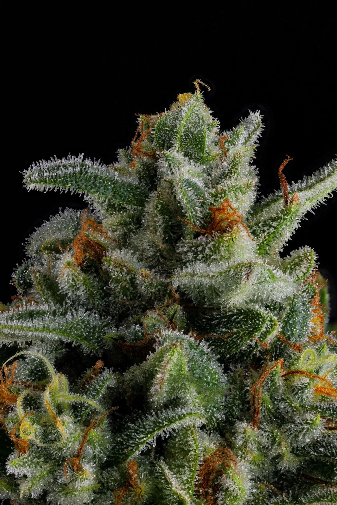 Compound Genetics-Jet Puft