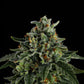 Compound Genetics-Jet Puft