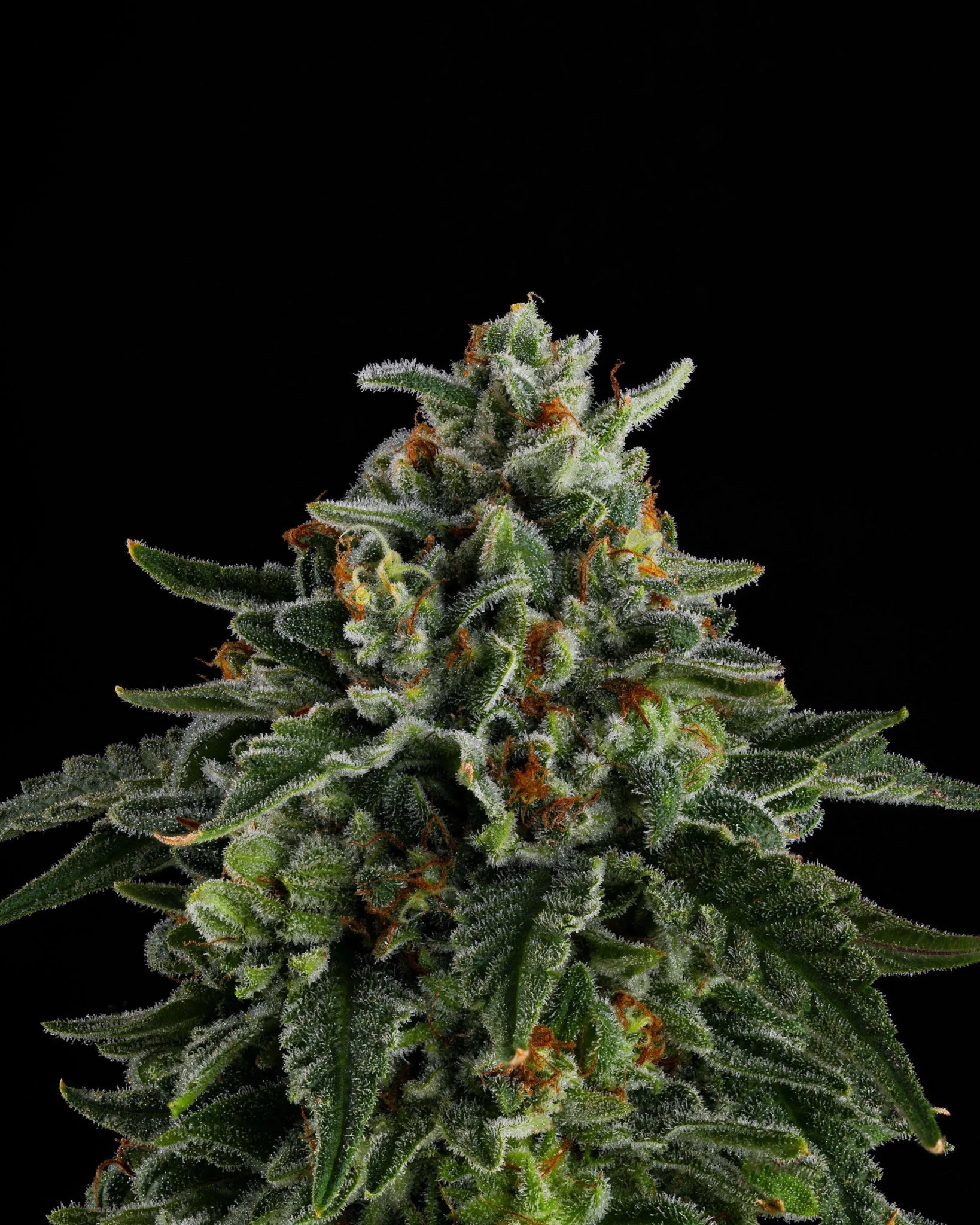 Compound Genetics-Jet Puft