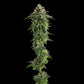 Compound Genetics-Jet Puft