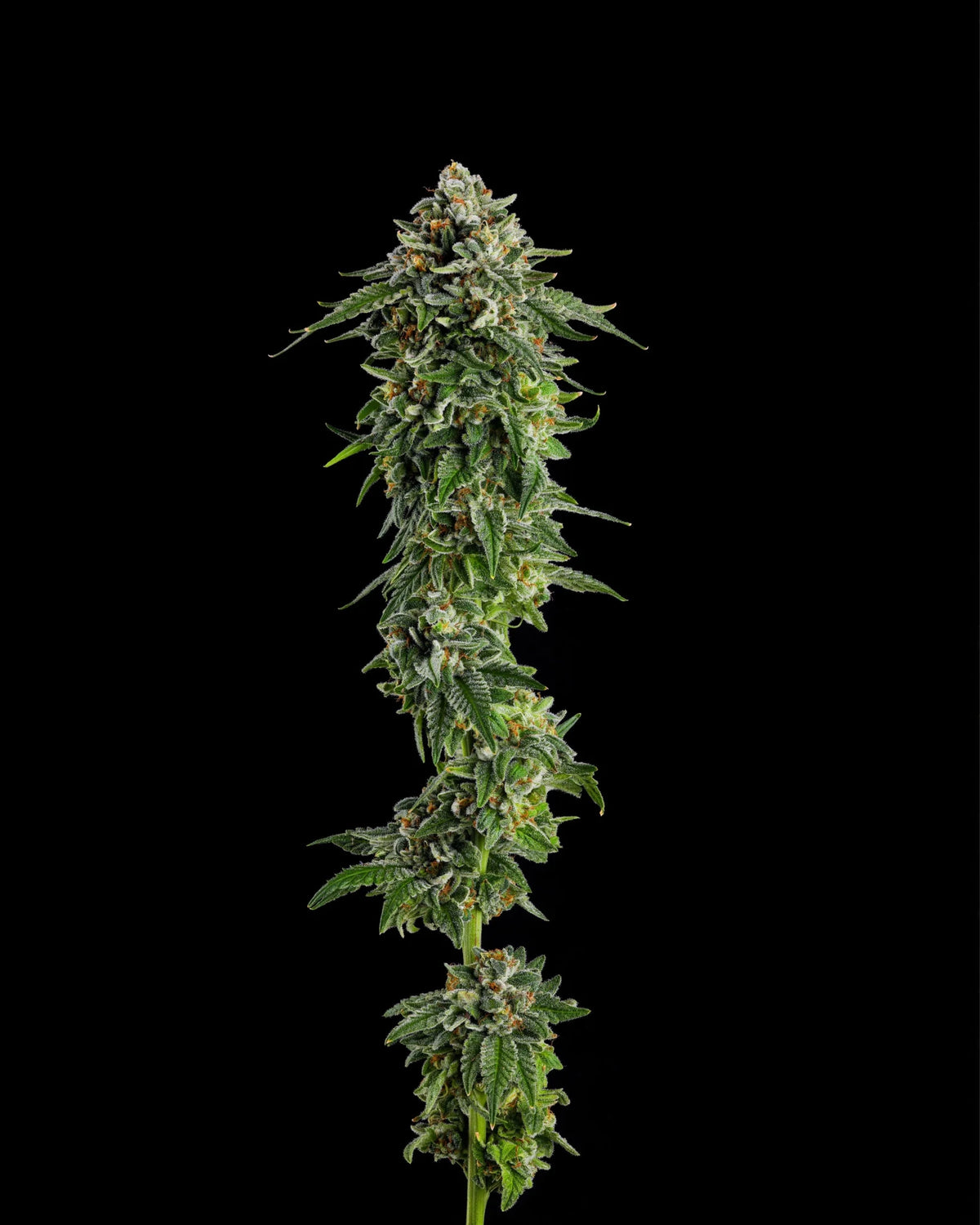 Compound Genetics-Jet Puft