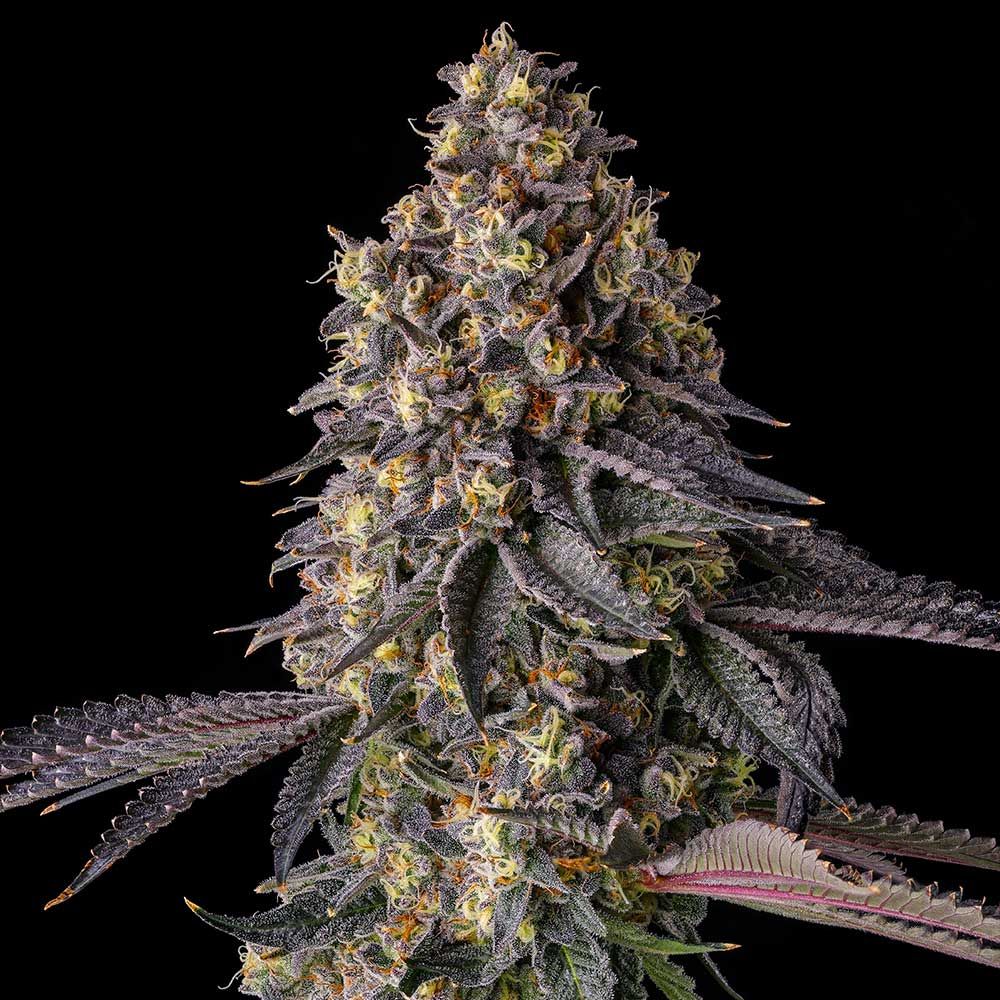 Compound Genetics-Kumamotoz