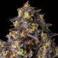 Compound Genetics-Kumamotoz