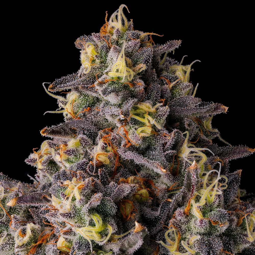 Compound Genetics-Kumamotoz