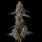 Compound Genetics-Kumamotoz