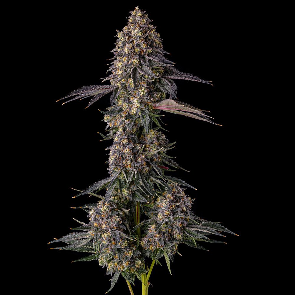 Compound Genetics-Kumamotoz