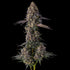 Compound Genetics-Kumamotoz