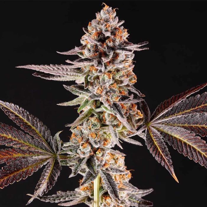 Compound Genetics-La Bomba