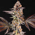 Compound Genetics-La Bomba