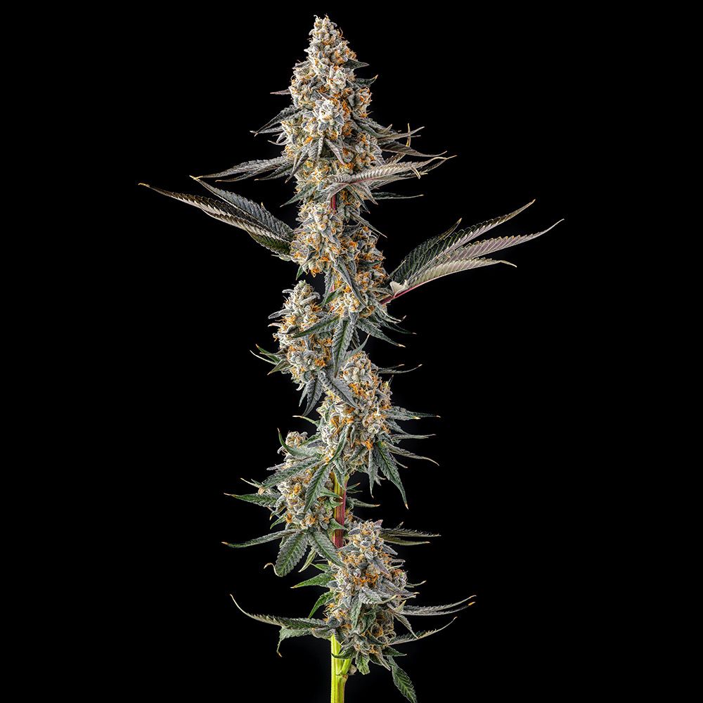 Compound Genetics-La Llorona