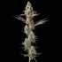 Compound Genetics-La Llorona