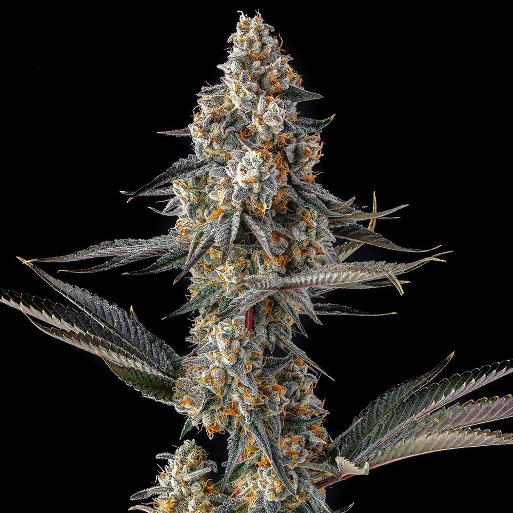 Compound Genetics-La Llorona