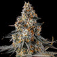 Compound Genetics-La Llorona