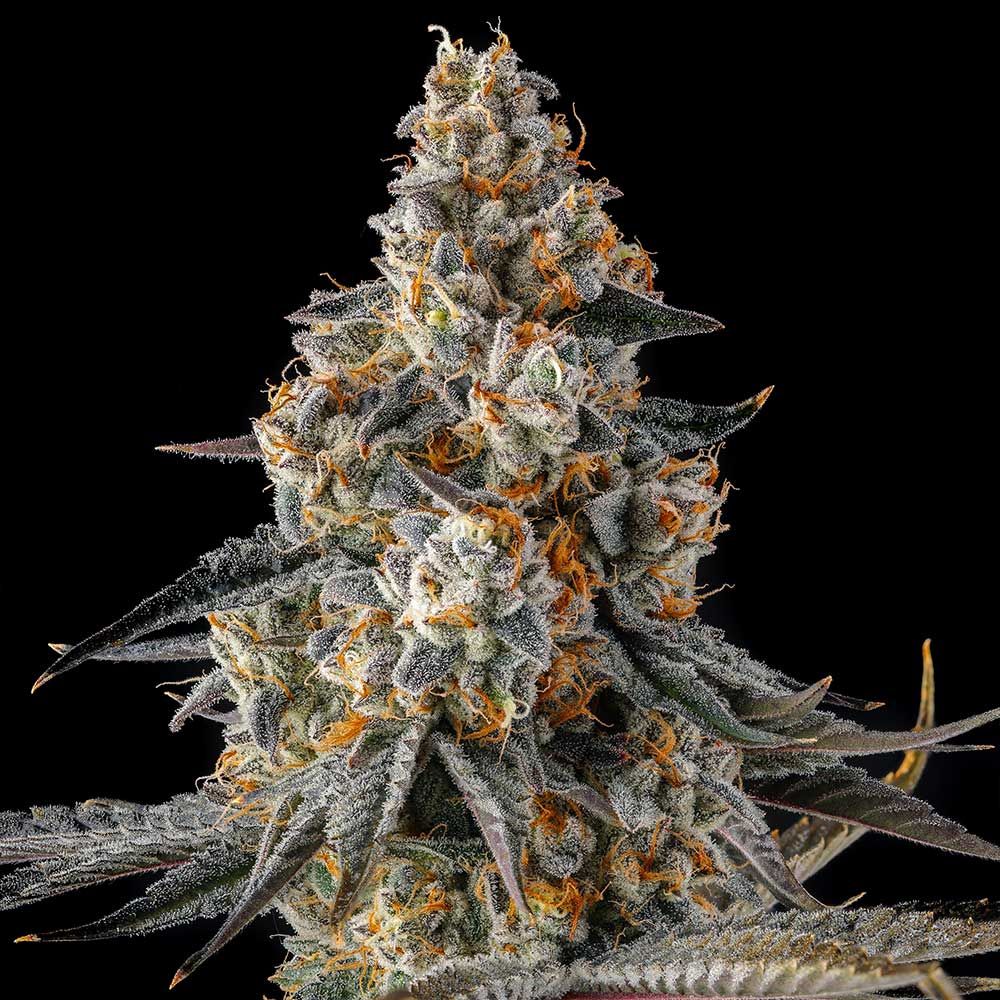 Compound Genetics-La Llorona