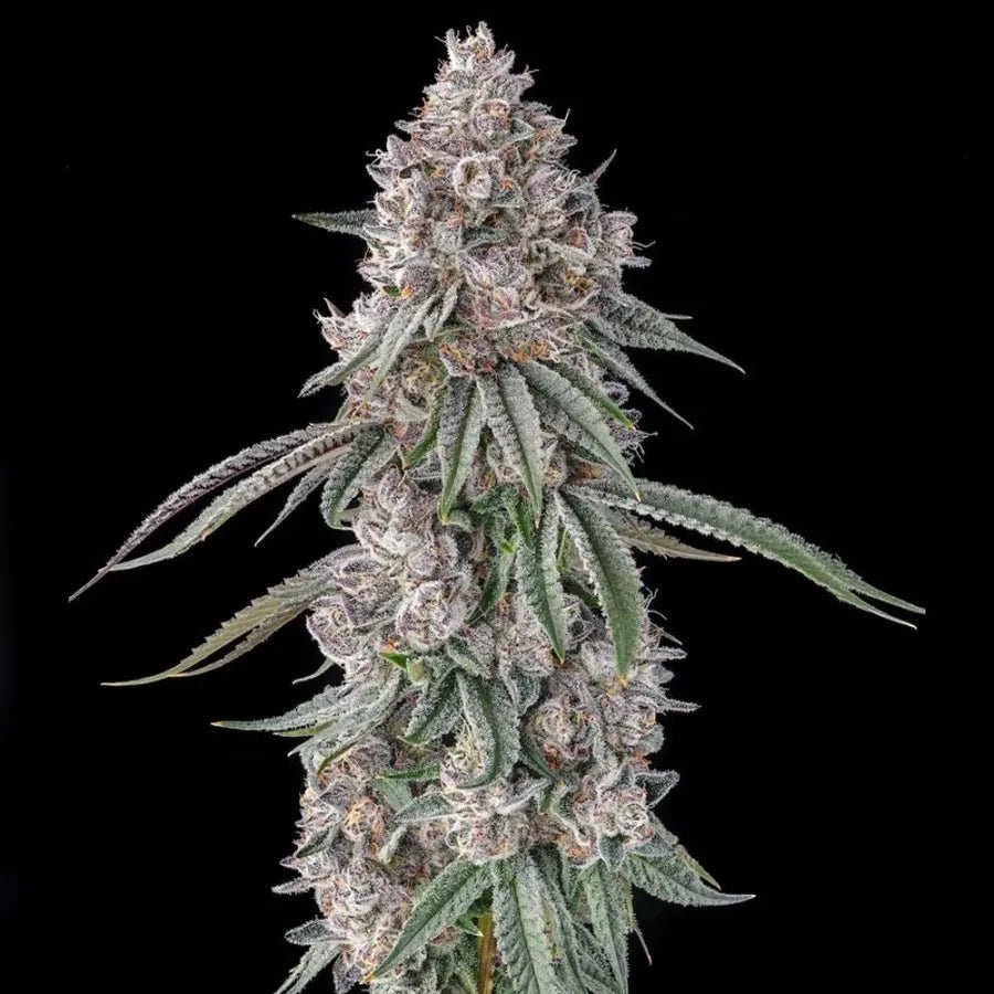 Compound Genetics-Lemon Chain