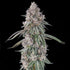 Compound Genetics-Lemon Chain