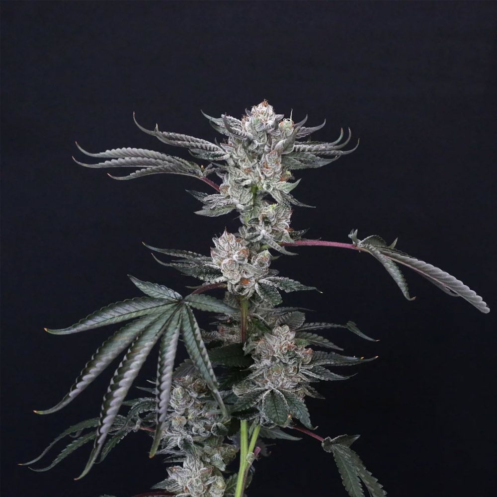 Compound Genetics-Luxar-Dos