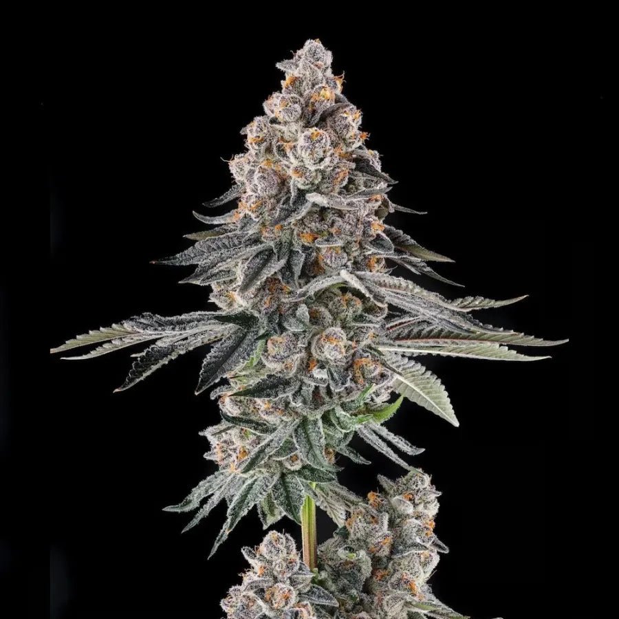 Compound Genetics-Mailbox Money