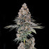 Compound Genetics-Mailbox Money