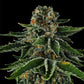 Mr. Jones - Cannaseuse - Curated Genetics - Compound Genetics