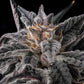 Compound Genetics-Nakamarra