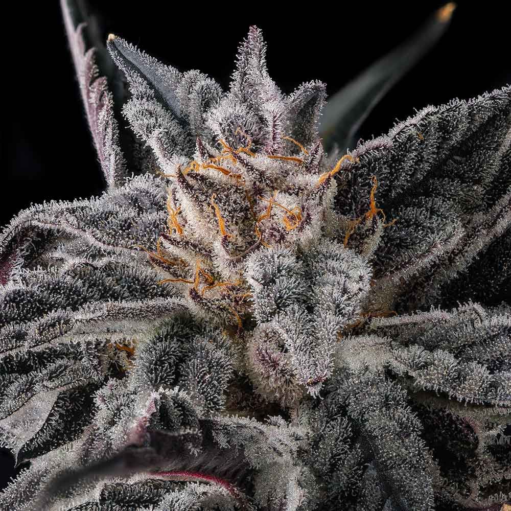 Compound Genetics-Nakamarra