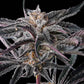 Compound Genetics-Nakamarra