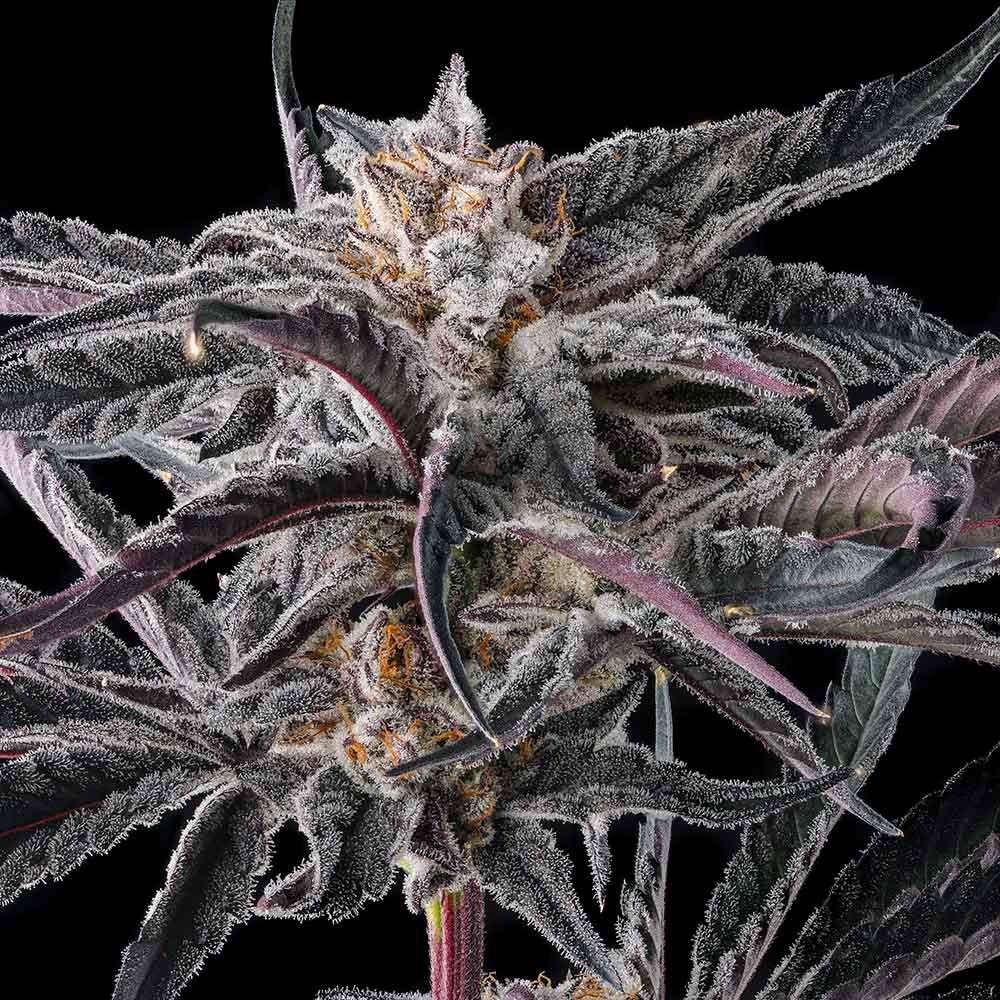 Compound Genetics-Nakamarra