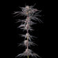 Compound Genetics-Nakamarra