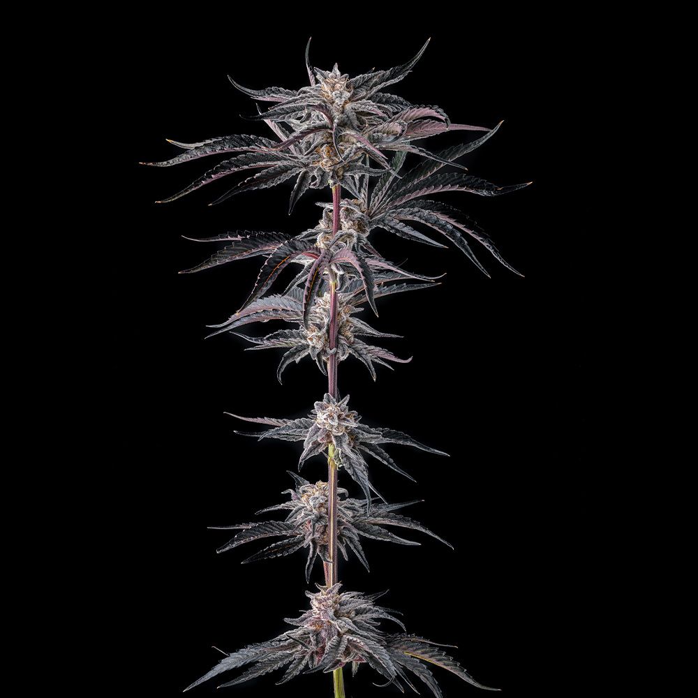 Compound Genetics-Nakamarra